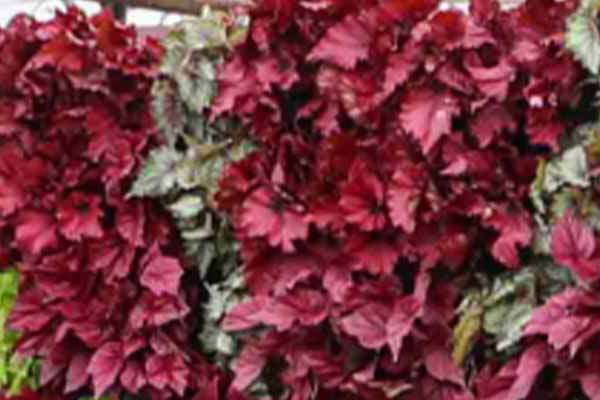 Begonia Beleaf vermelha