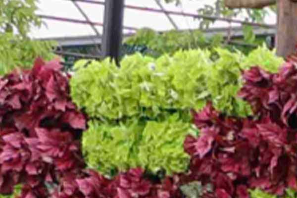 Begonia Beleaf verde