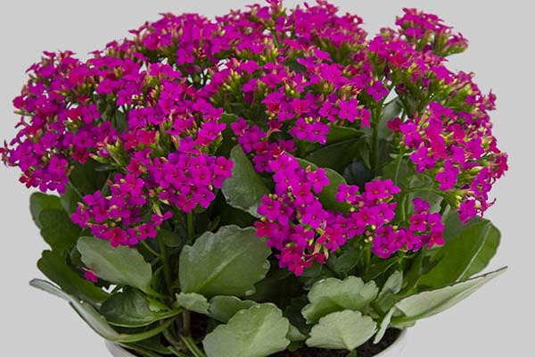 Kalanchoe