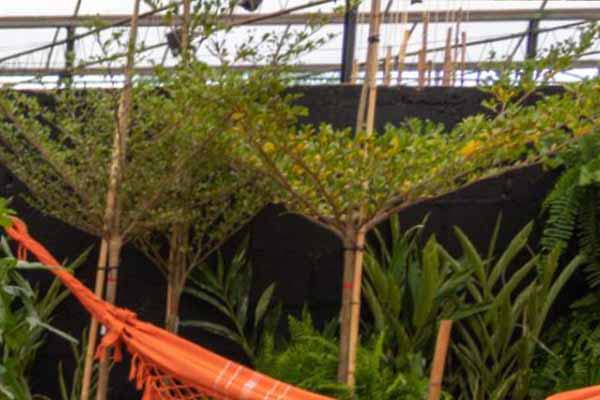 Árvore Sete Copas Africana