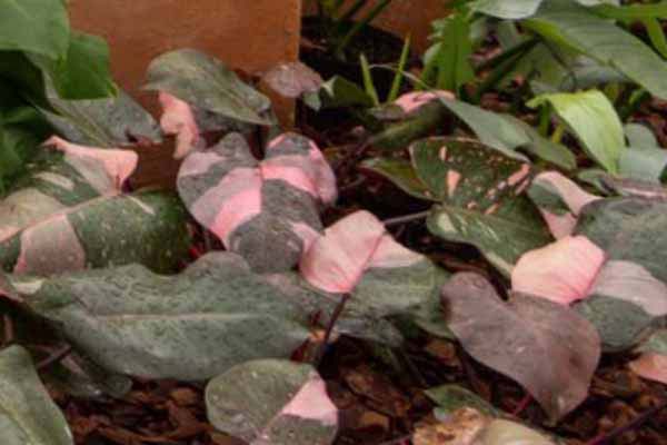 Philodendro Pink Princess